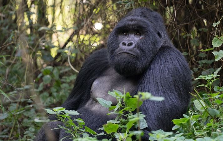 Uganda's gorilla