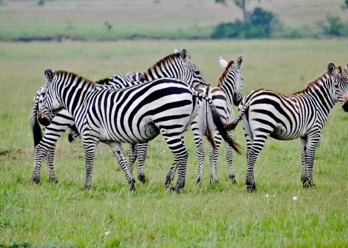 3Day maasai mara zebra plain