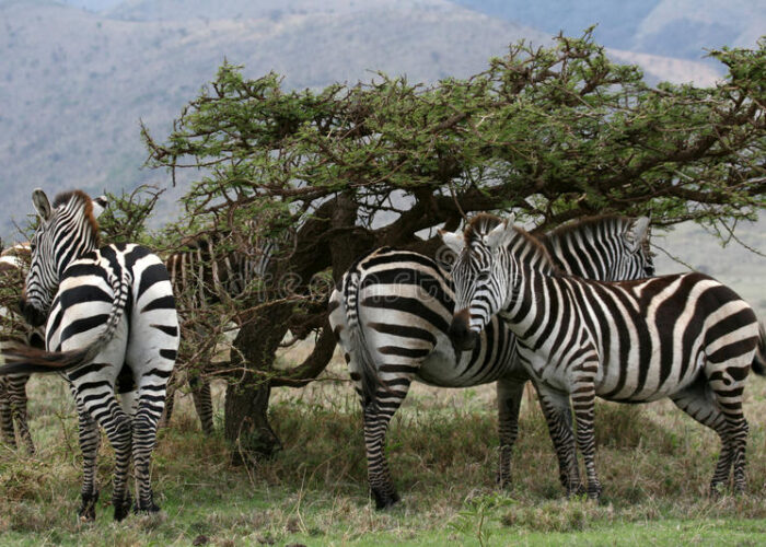 10day classic safari Tanzania