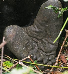 14 Days Gorilla Adventure Tour