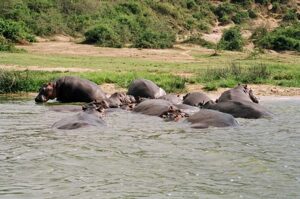 Queen Elizabeth National Park