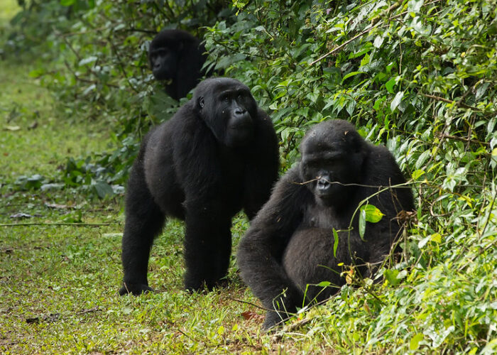 7days African safari holidays