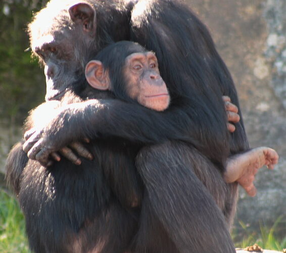 6 Days Wildlife Safari Murchison Falls & Chimpanzee Trekking