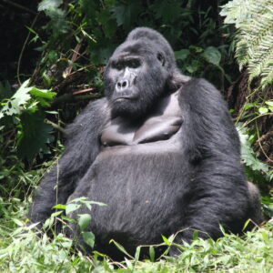 6-Day Value for Money Gorilla