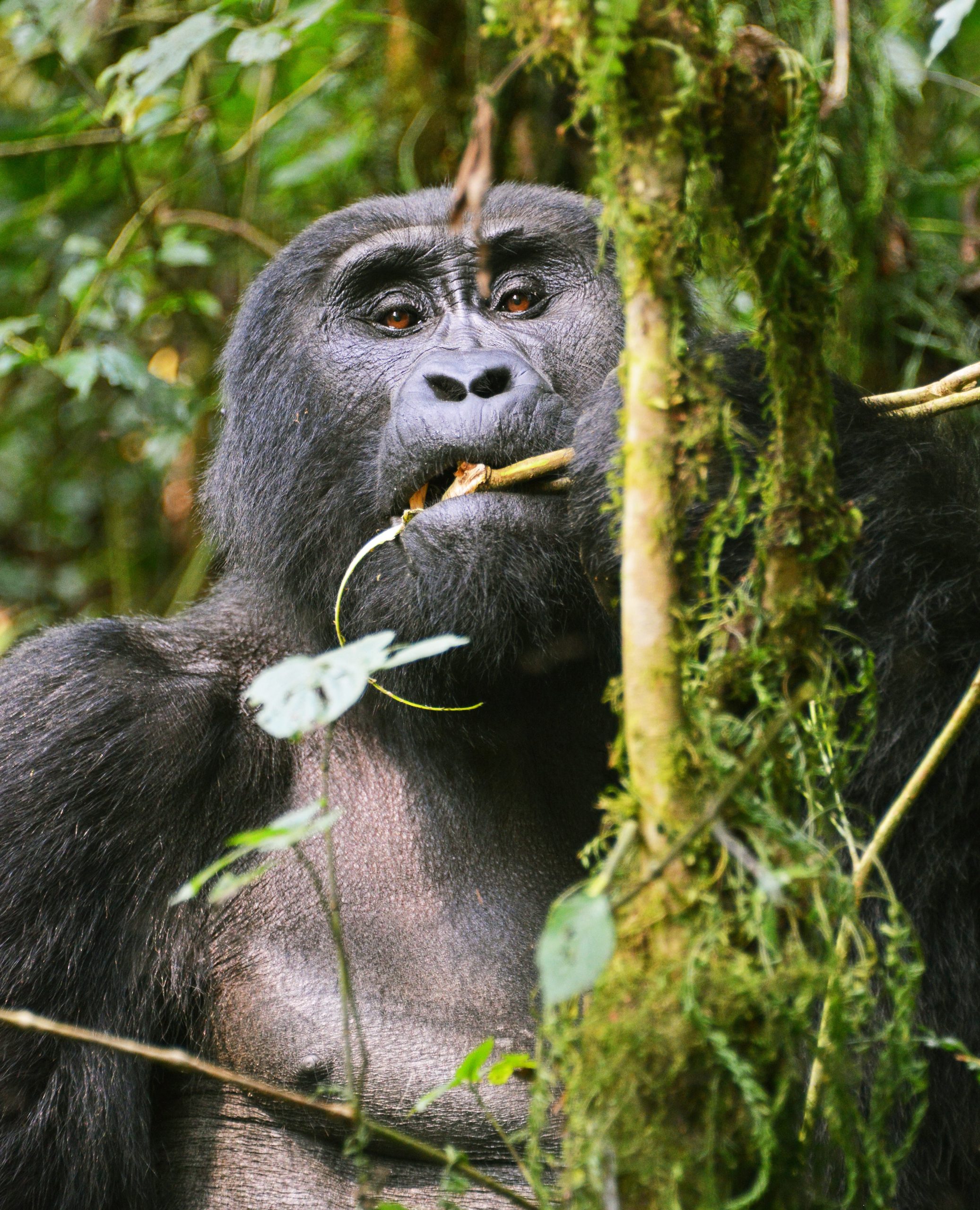  "Creating Unforgettable Gorilla Encounters in Uganda: A Complete Guide"