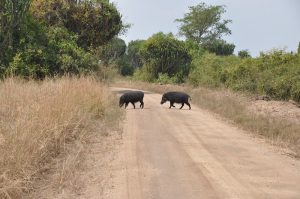 PRICES OF SAFARI HOLIDAYS IN UGANDA.