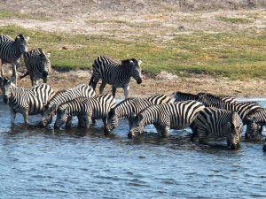 The Fascinating World of Zebras