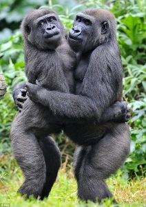 Celebrating World Chimpanzee Day Celebrating World Chimpanzee Day