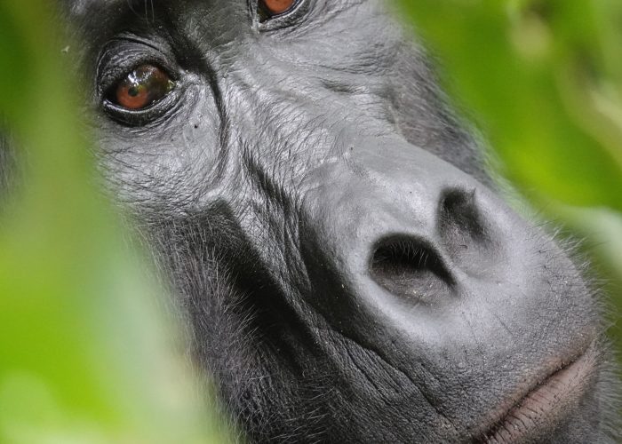 8-Day Uganda Great Apes Safari