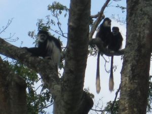 Semuliki National Park