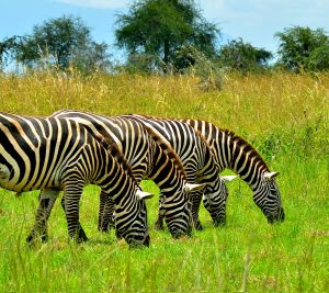 5-Day Kidepo National Park Galore