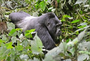 8-Day Uganda Great Apes