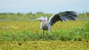  Exploring the Enchanting Seasons of Uganda: