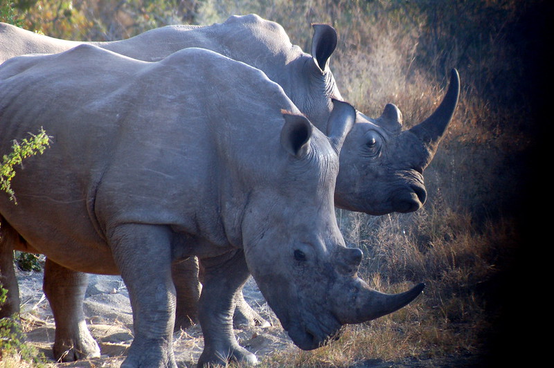 The Remarkable Return of Rhinos to Uganda