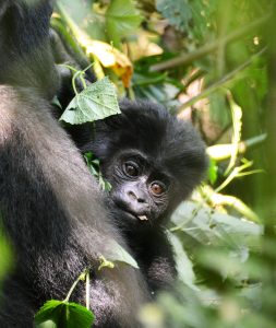 Gorilla Trekking Rules Gorilla Trekking Rules
