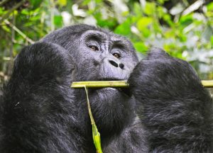 Understanding the Unique Great Apes