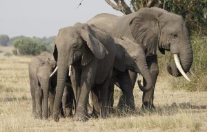 Unraveling the Enigmatic Elephant, The elephant, one of nature's most majestic creatures, has captivated human imagination for centurie