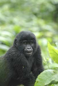 10 Must-Visit Places You Can't Afford to Miss, Uganda, often referred to as the "Pearl of Africa," is a captivating East African nation th