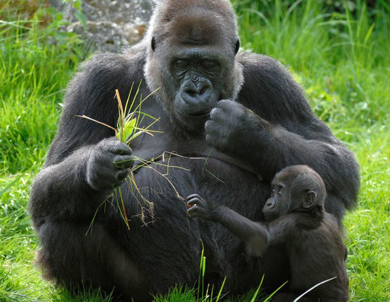  Unveiling the Enigma of Gorilla Trekking