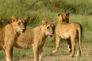 Exploring Nature's Complex Predatory Dynamics