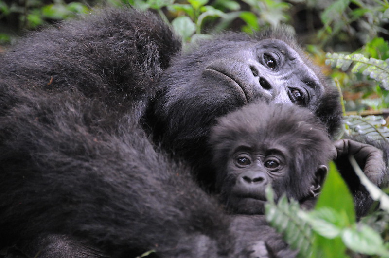 Gorilla Trekking and Wildlife Safaris