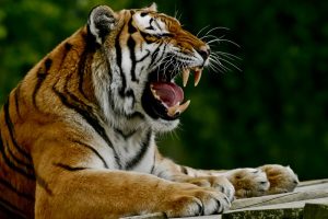 Tigers in Uganda