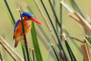   The Best African Safari Tours for Couples