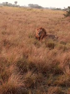 9-Day Best of Uganda Value for Money Safari