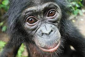 11-Day Bonobo Bonanza