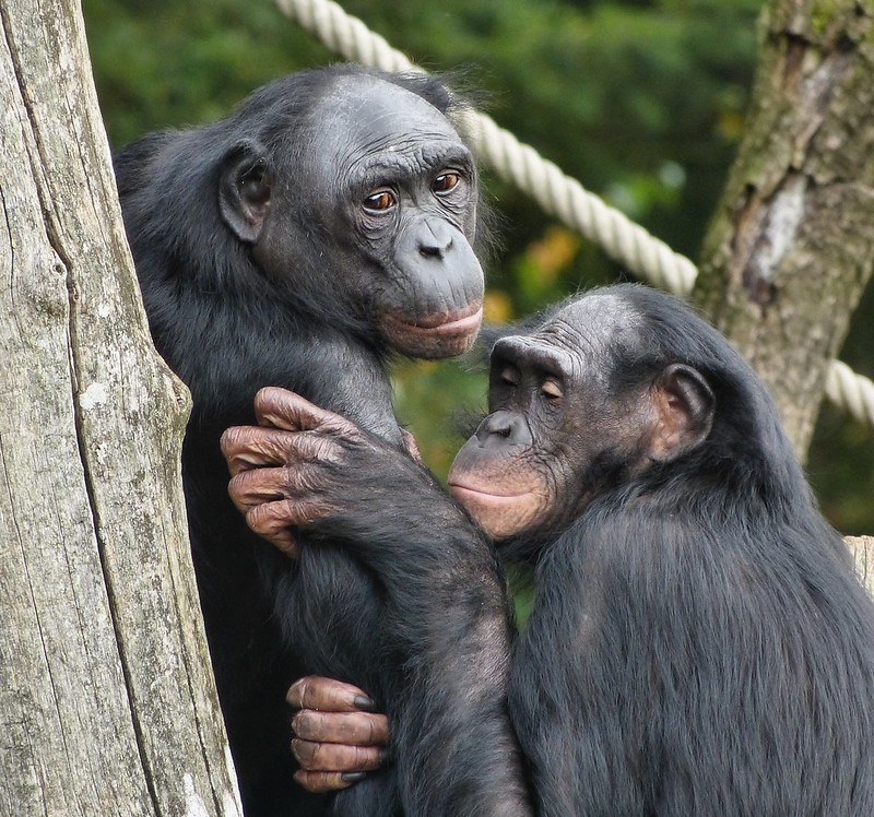 Where to See Bonobos in Africa