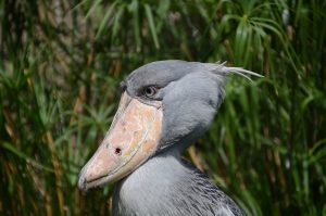 Best Place to See the Amazing Shoebill Stork