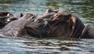Unlocking the Magic of East Africa