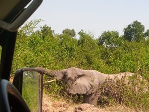 African Safari Package Prices Revealed