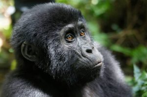 GORILLA