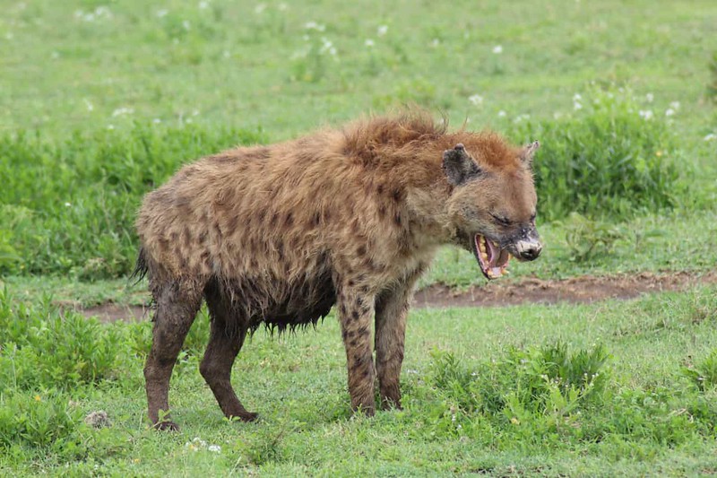 Hyena Encounters in Murchison Fall
