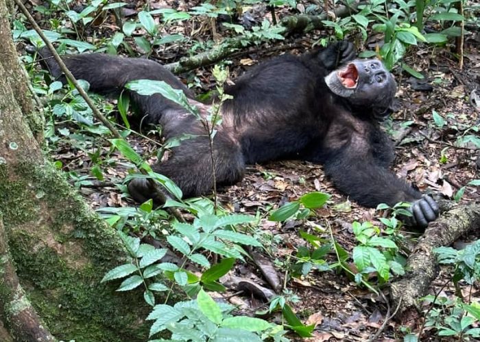 6-Day Combined Adventure Bonobos & Lowland Gorillas DRC