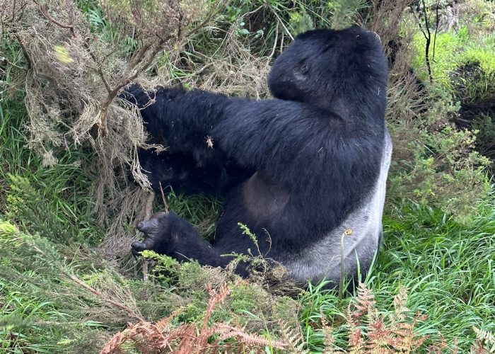 4-Day Congo Gorilla
