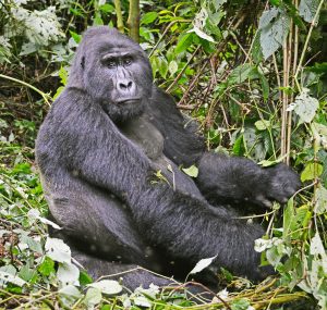 3 Days Gorilla Habituation Safari 3 Days Gorilla Habituation Safari