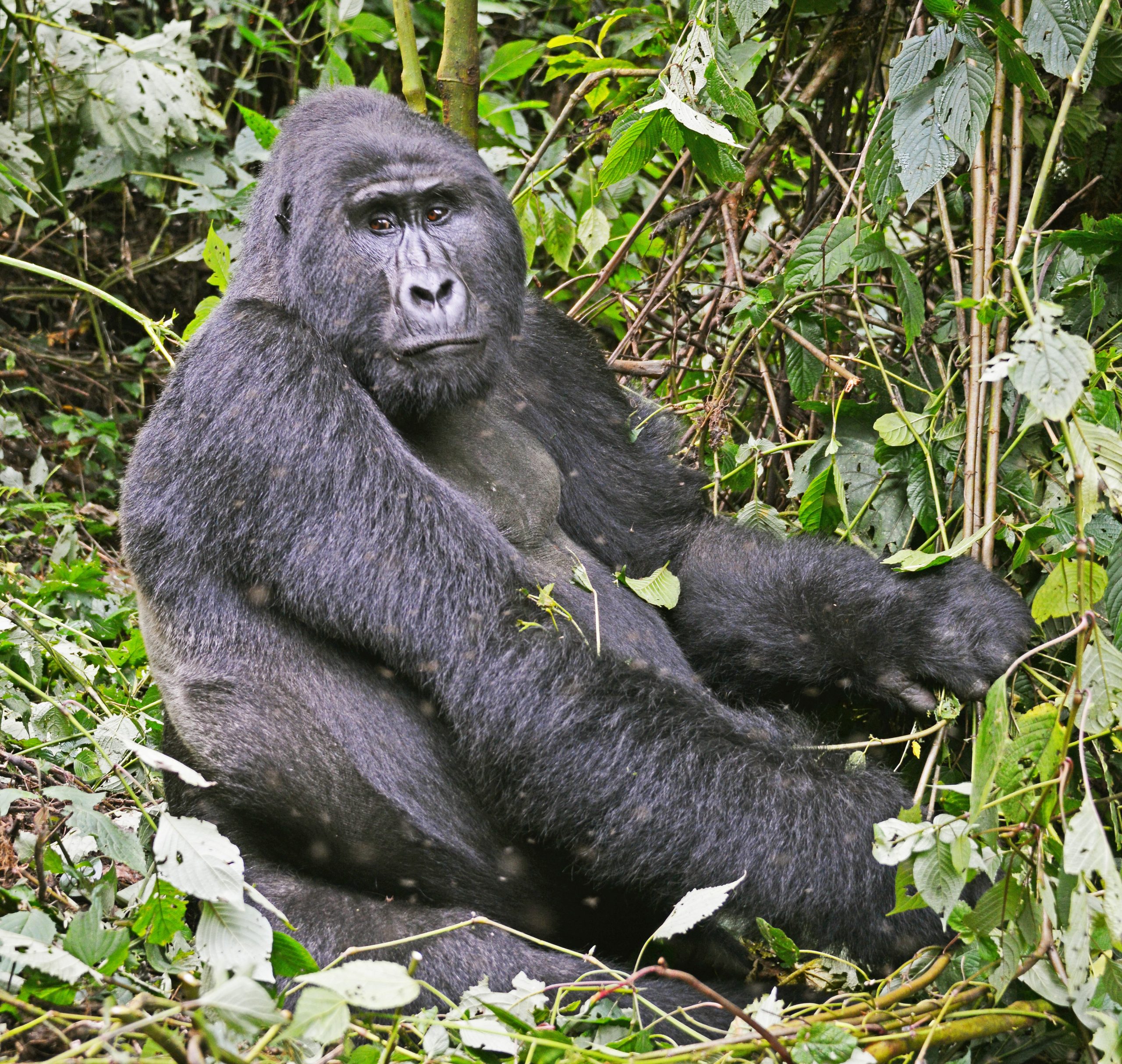 3 Days Gorilla Habituation Safari