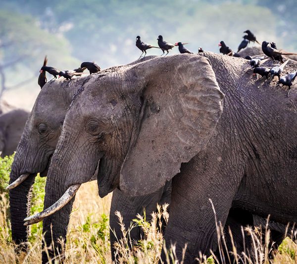 10-days-uganda-gorilla-safari-and-wildlife-tour