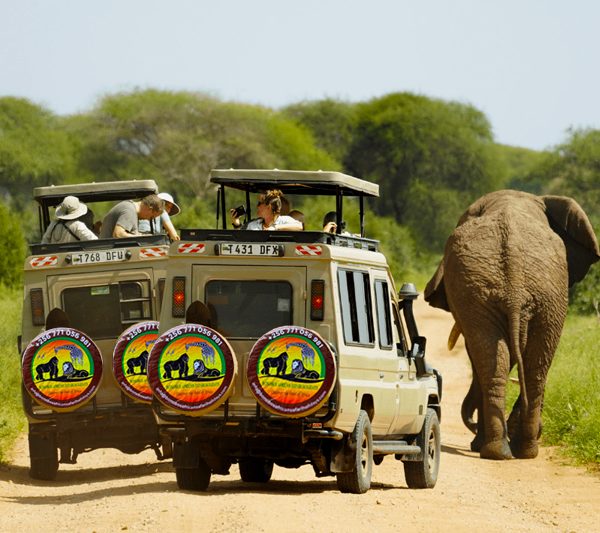 11-days-uganda-gorilla-trekking-tanzania-wildlife-safari