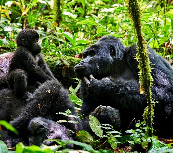 12-days-uganda-gorilla-safari-holiday