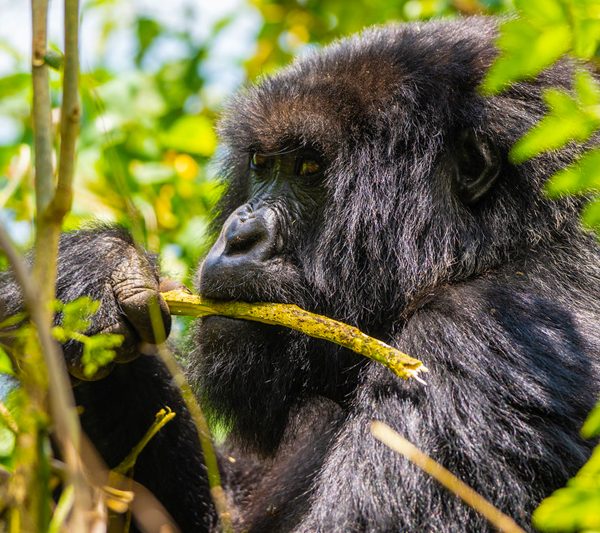 3-days-gorilla-trekking-safari-in-uganda