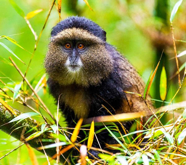 4-days-rwanda-gorilla-trekking-golden-monkeys