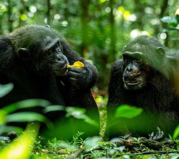 6-days-uganda-great-apes-safari