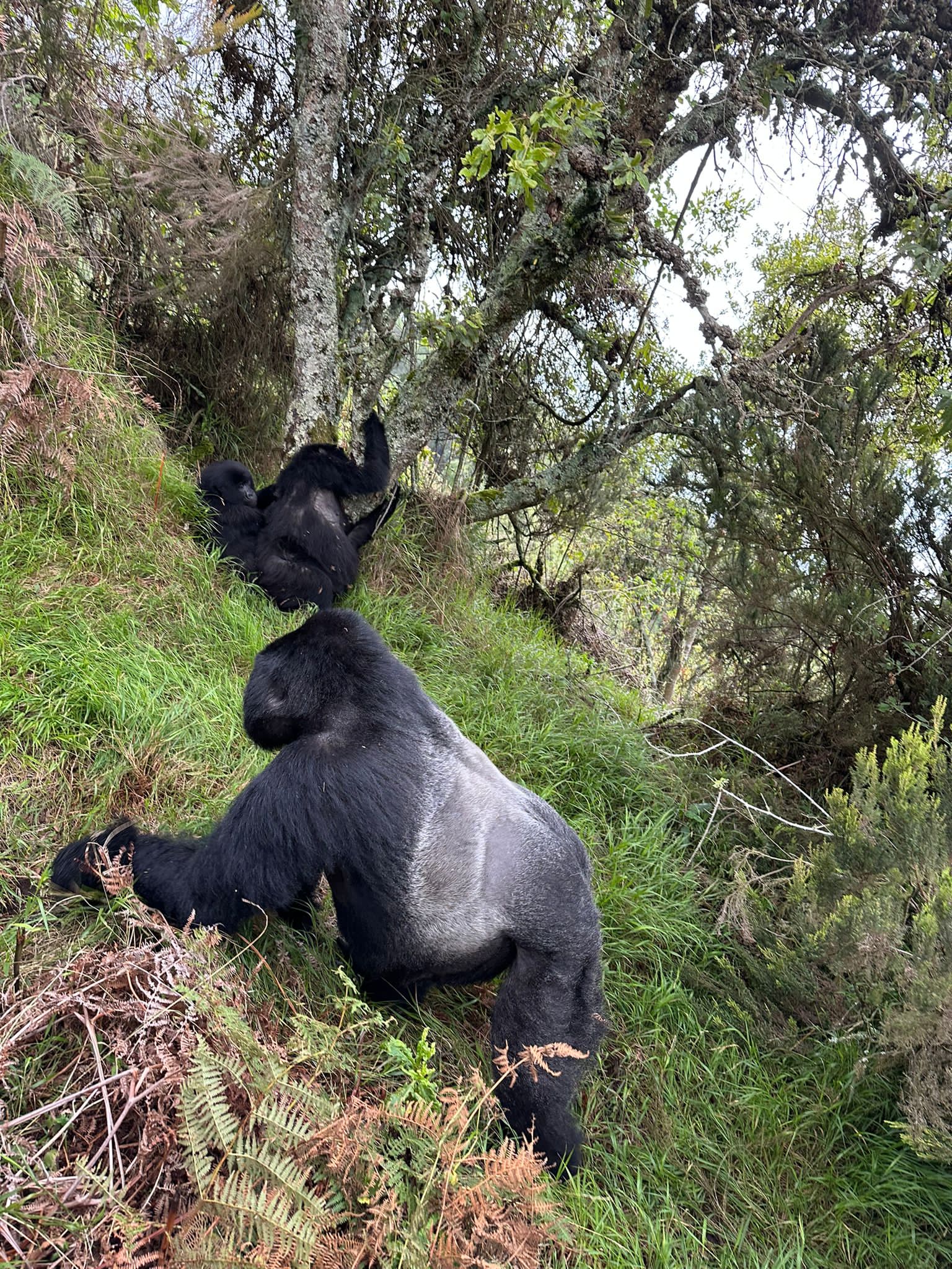 13 day Uganda gorilla trekking, Tanzania wildlife and Zanzibar beach