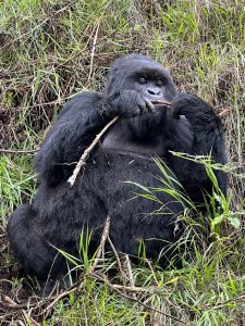8-Day Uganda Great Apes 8-Day Uganda Great Apes