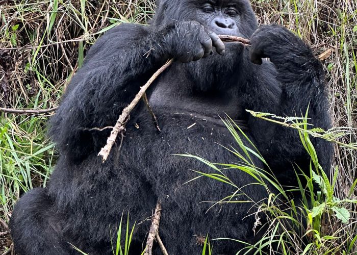 8-Day Uganda Great Apes