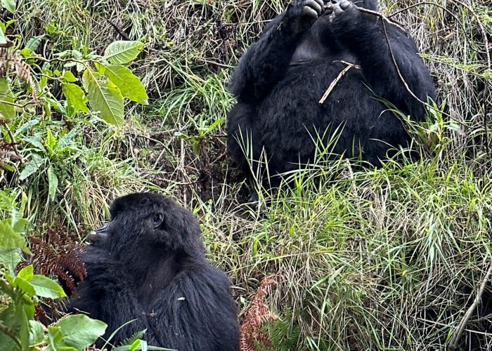 7-Day Combination Chimpanzee and Lowland Gorillas Congo
