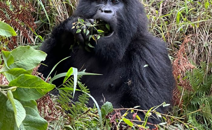 7 Day Rwanda gorillas and Zanzibar beach safari
